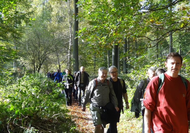 Zoniënwoud oktober 2013