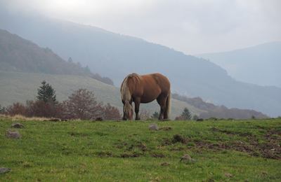 Cantal