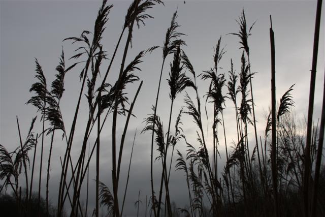 Scheldevallei 2009