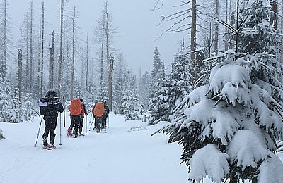 Sneeuwstappen Harz