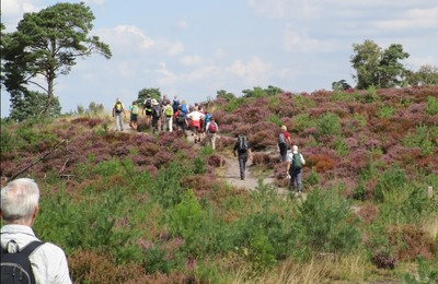 Kalmthoutse heide