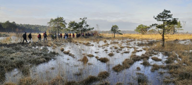 Kalmthoutse heide