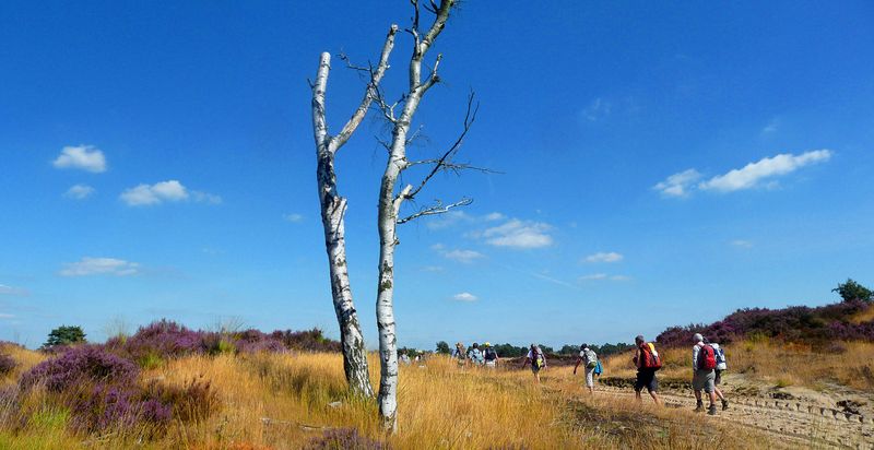 Kalmthoutse heide