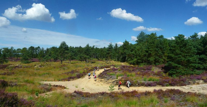 Kalmthoutse heide