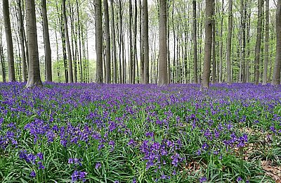 Hallerbos