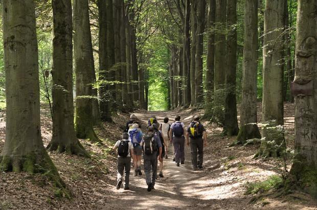 Schampavie in het Meerdaalwoud - mei 2011